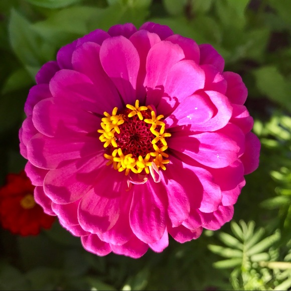 Meet your Posher, Angela - Picture 1 of 1